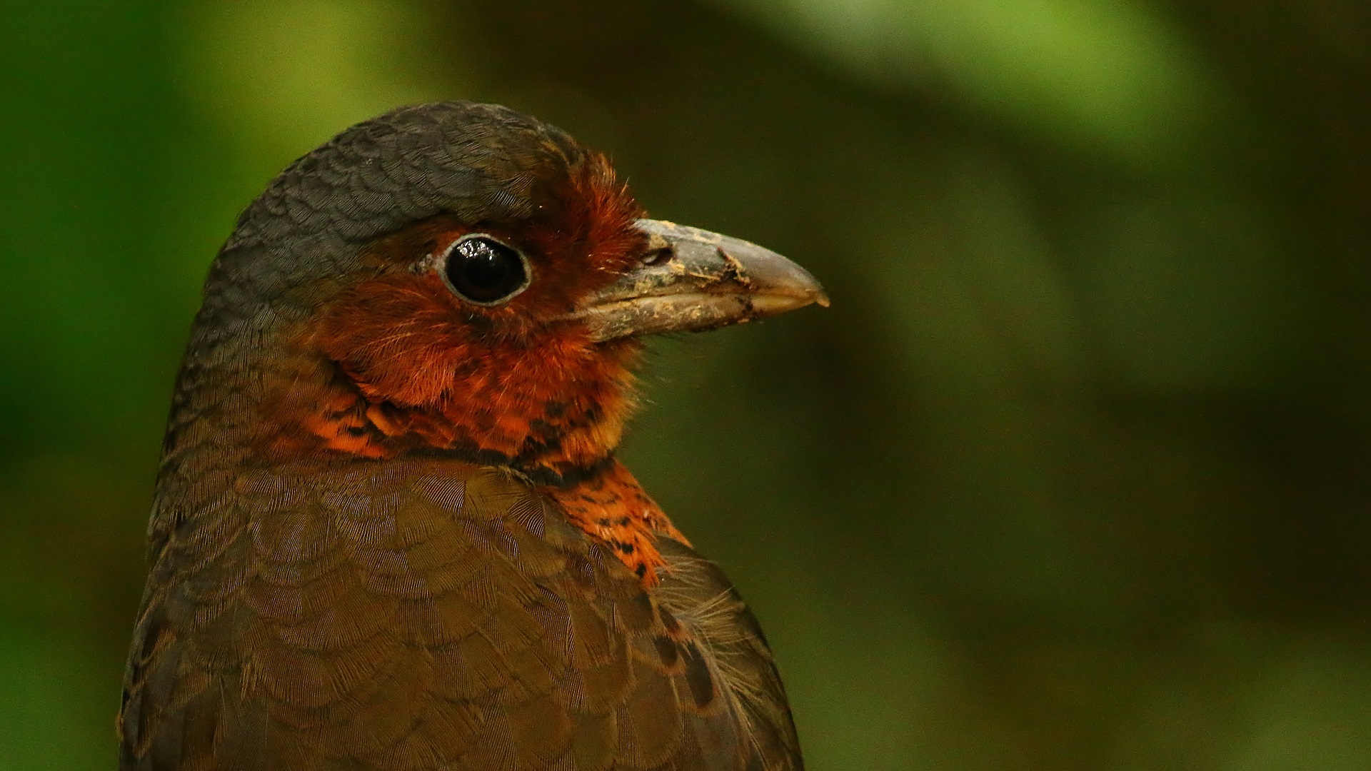 Giant Antpitta